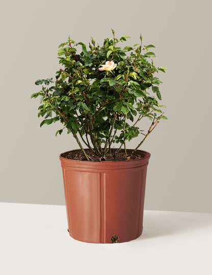 The Champion™ Sunblush Rose
