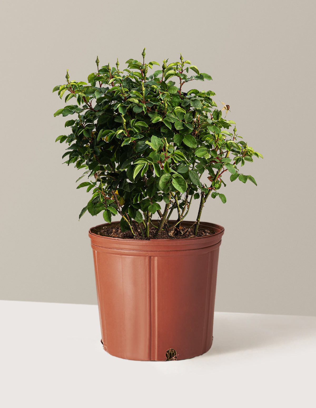 The Champion™ Sunblush Rose