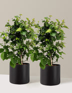 bundle | 2 Gallon - 2-Pack | Agnes | Black