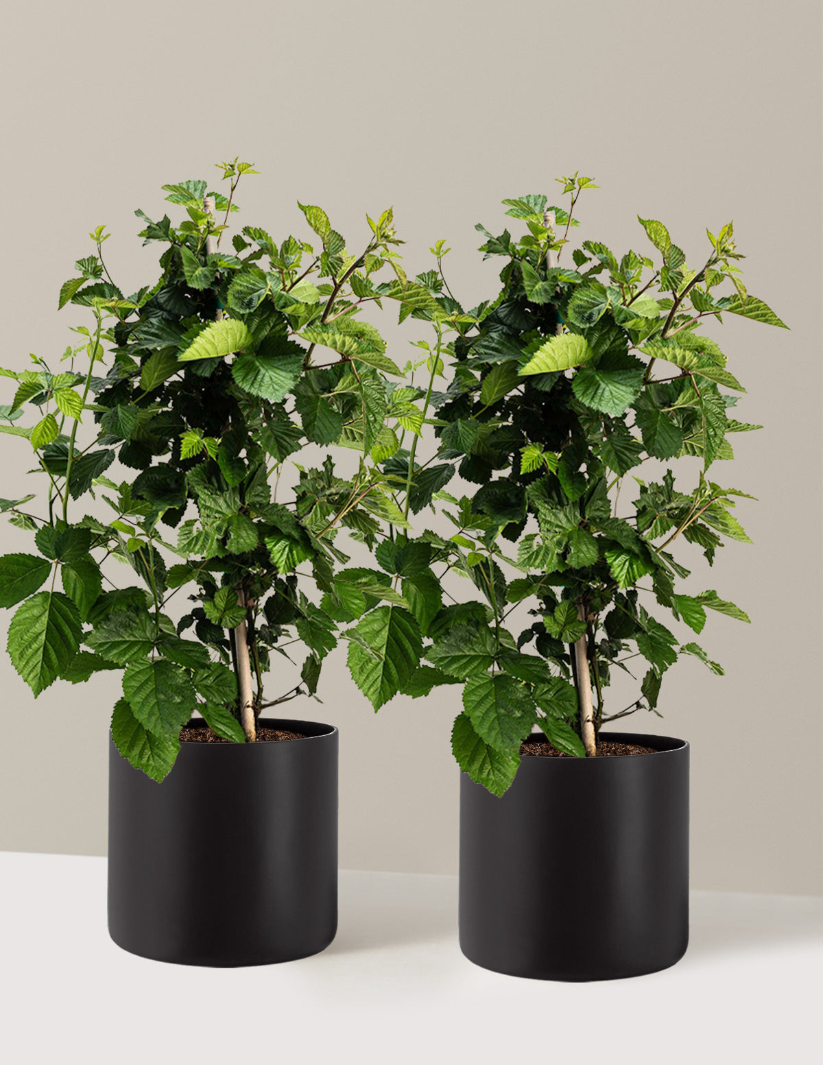 bundle | 2 Gallon - 2-Pack | Agnes | Black