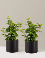 bundle | 3 Gallon - 2-Pack | Agnes | Black