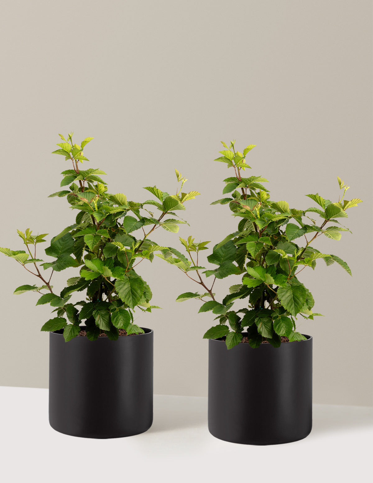 bundle | 3 Gallon - 2-Pack | Agnes | Black