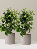 bundle | 2 Gallon - 2-Pack | Agnes | Cement Grey