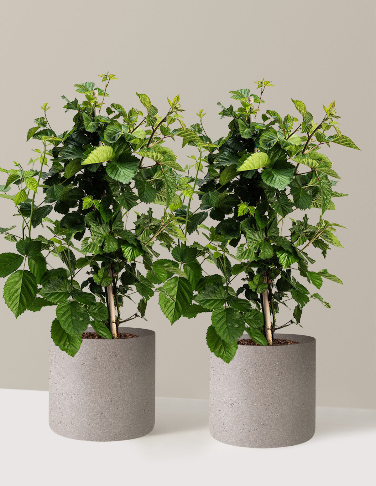 bundle | 2 Gallon - 2-Pack | Agnes | Cement Grey
