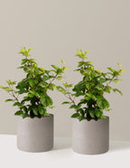 bundle | 3 Gallon - 2-Pack | Agnes | Cement Grey
