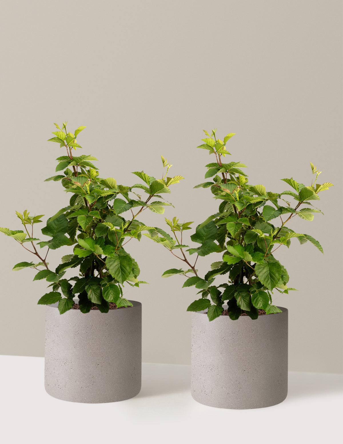 bundle | 3 Gallon - 2-Pack | Agnes | Cement Grey