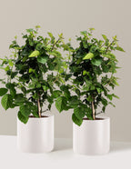 bundle | 2 Gallon - 2-Pack | Agnes | Cream