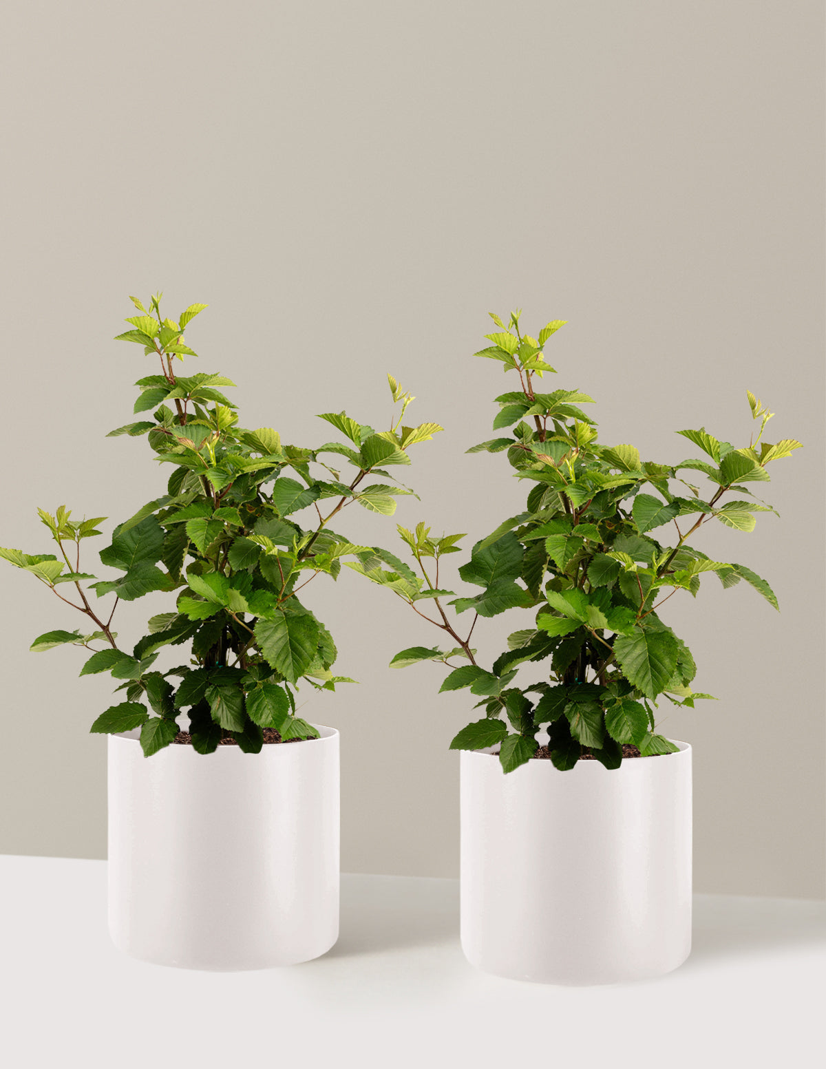 bundle | 3 Gallon - 2-Pack | Agnes | Cream