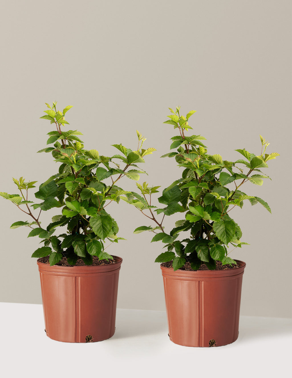 bundle | 3 Gallon - 2-Pack | Grow Pot