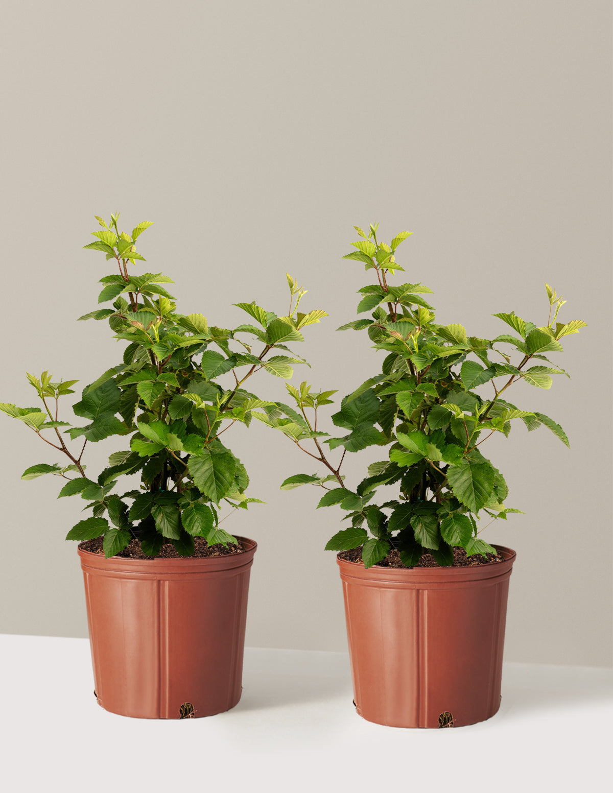 Thornless Blackberry Bush