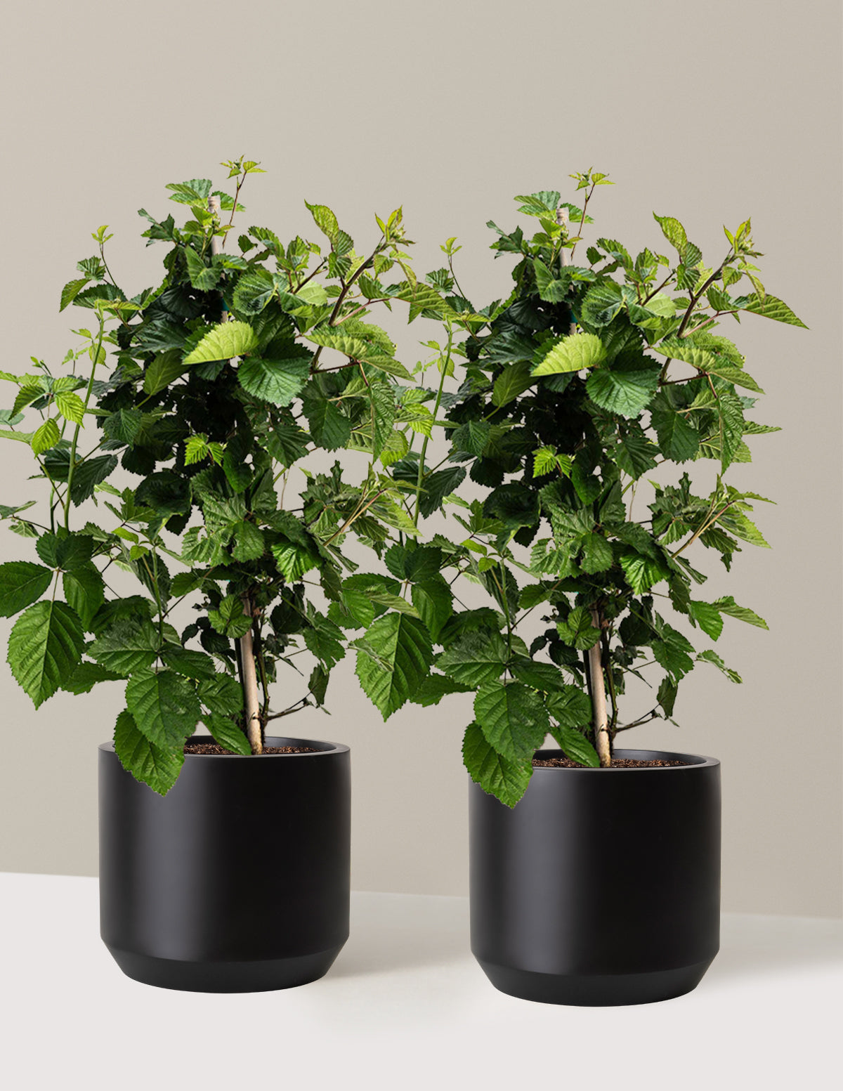 bundle | 2 Gallon - 2-Pack | Mexia | Black