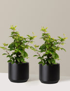 bundle | 3 Gallon - 2-Pack | Mexia | Black