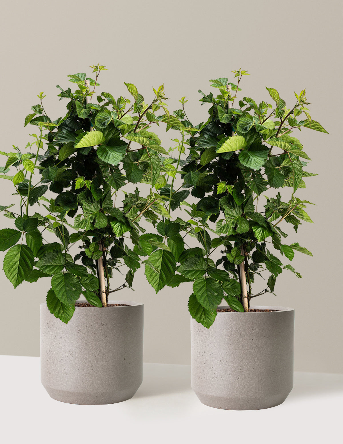 bundle | 2 Gallon - 2-Pack | Mexia | Cement Grey