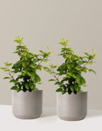 bundle | 3 Gallon - 2-Pack | Mexia | Cement Grey