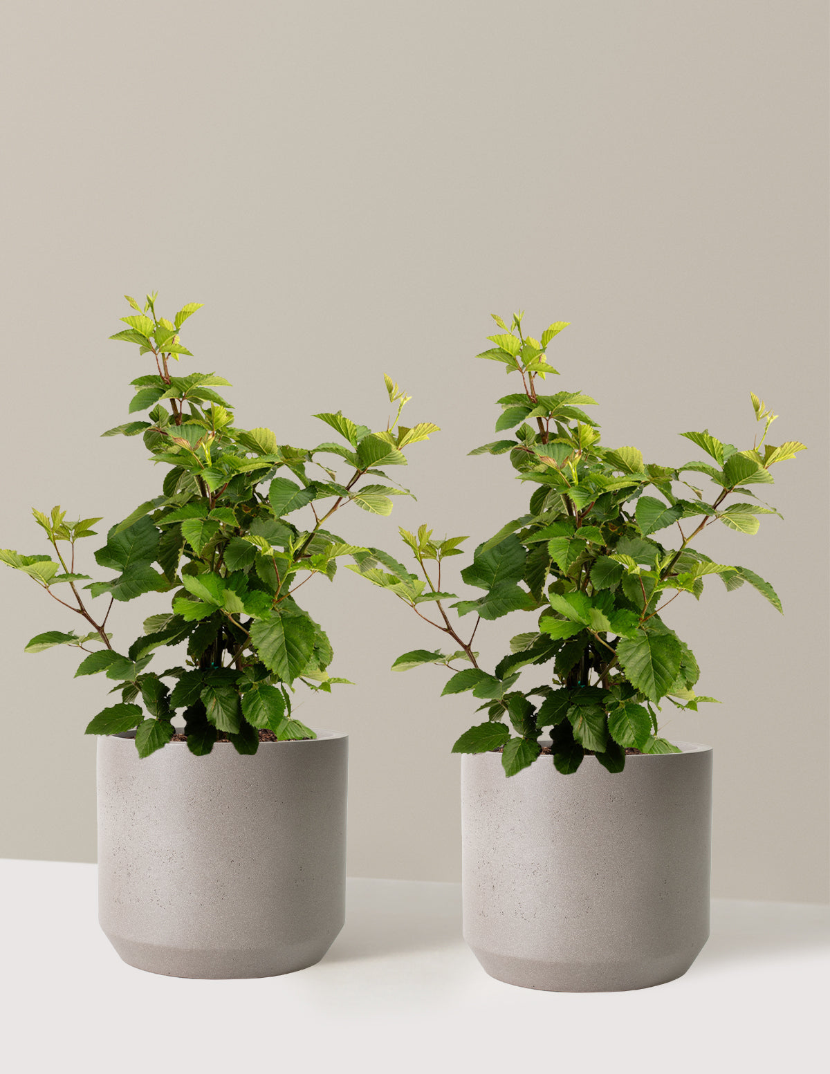 bundle | 3 Gallon - 2-Pack | Mexia | Cement Grey