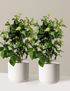 bundle | 2 Gallon - 2-Pack | Mexia | Cream