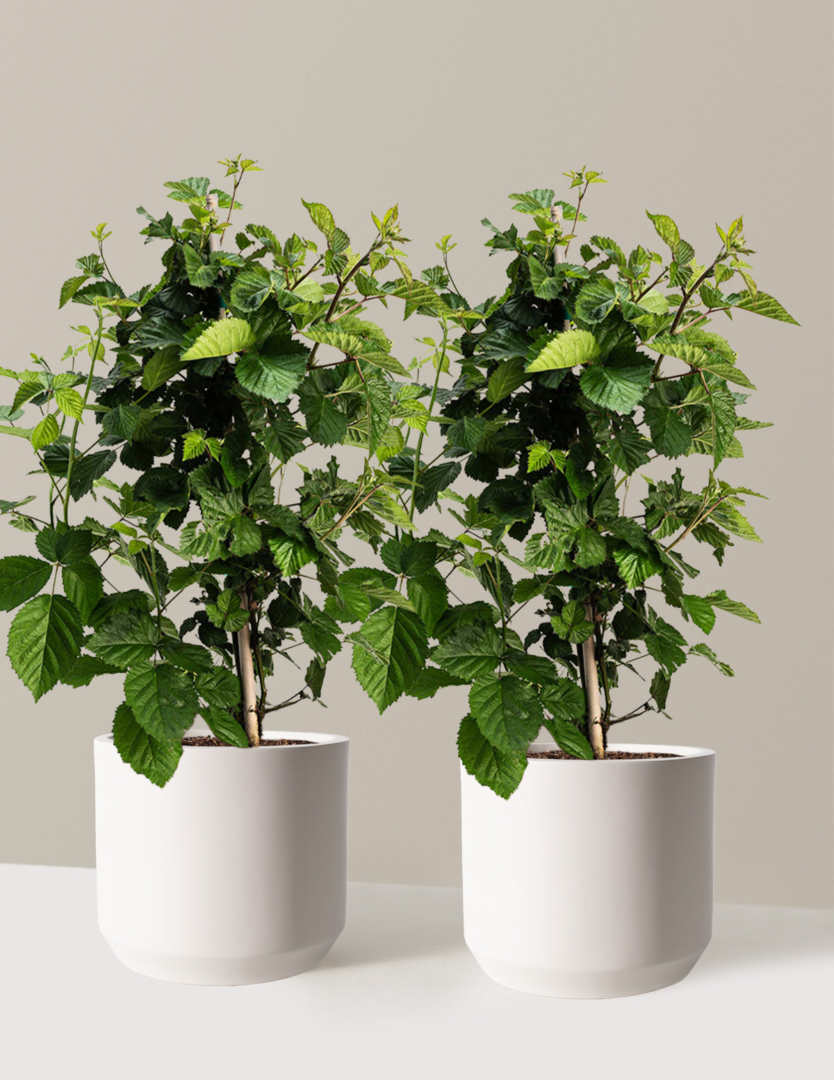 bundle | 2 Gallon - 2-Pack | Mexia | Cream