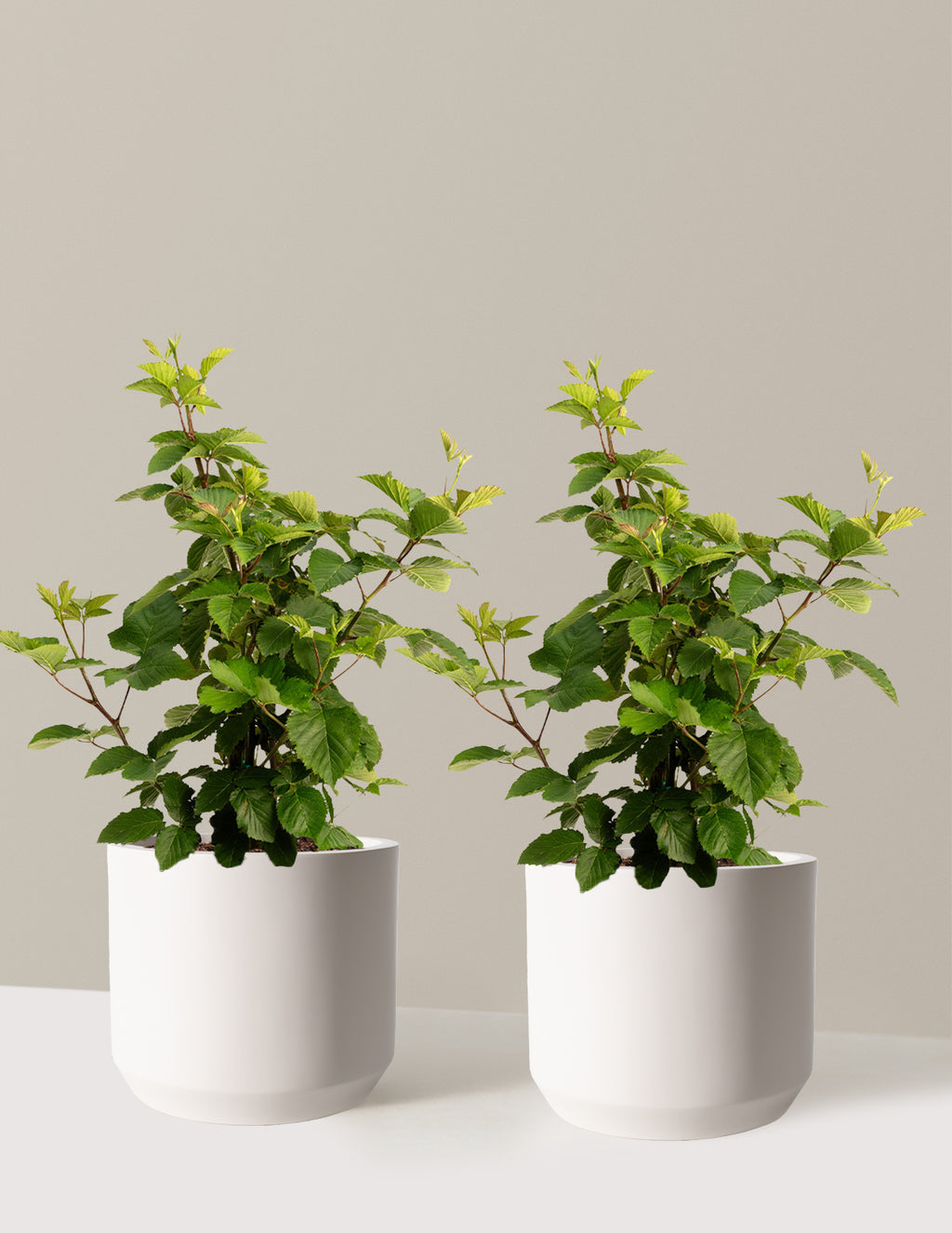 bundle | 3 Gallon - 2-Pack | Mexia | Cream