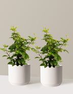 bundle | 3 Gallon - 2-Pack | Mexia | Cream