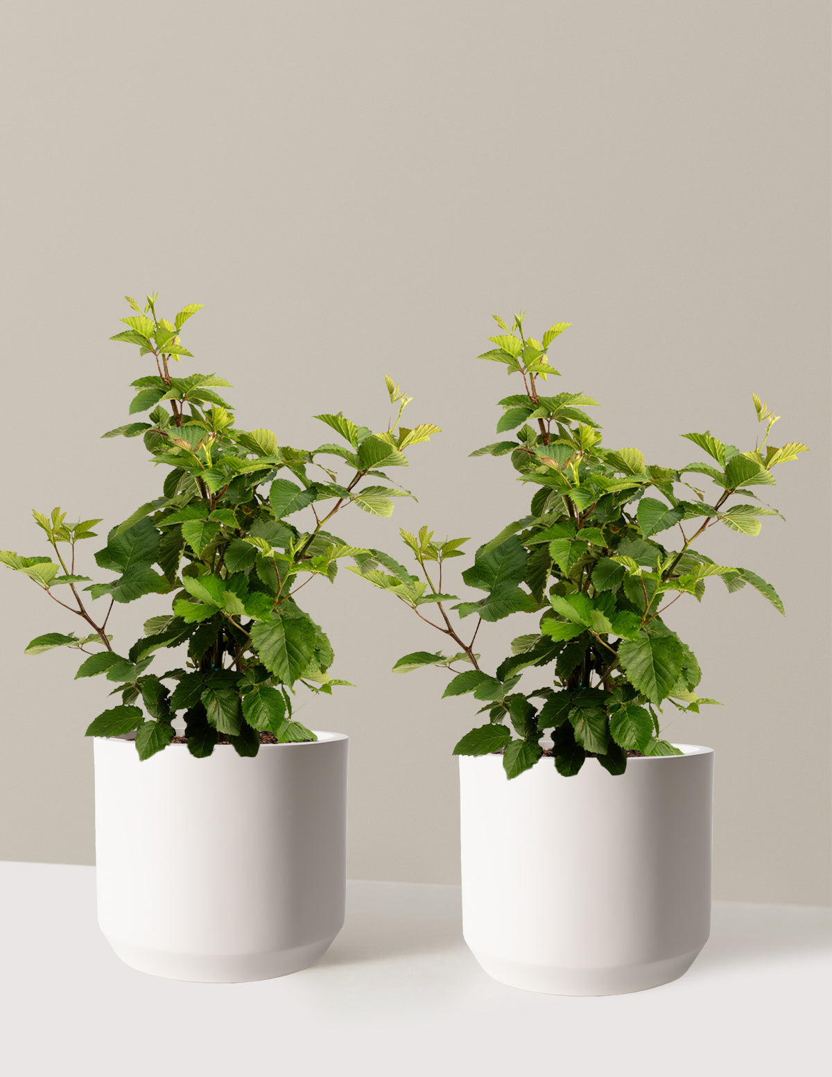 bundle | 3 Gallon - 2-Pack | Mexia | Cream