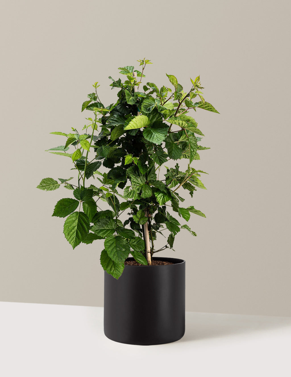 bundle | 2 Gallon | Agnes | Black
