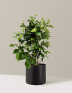 bundle | 2 Gallon | Agnes | Black