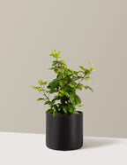 bundle | 3 Gallon | Agnes | Black