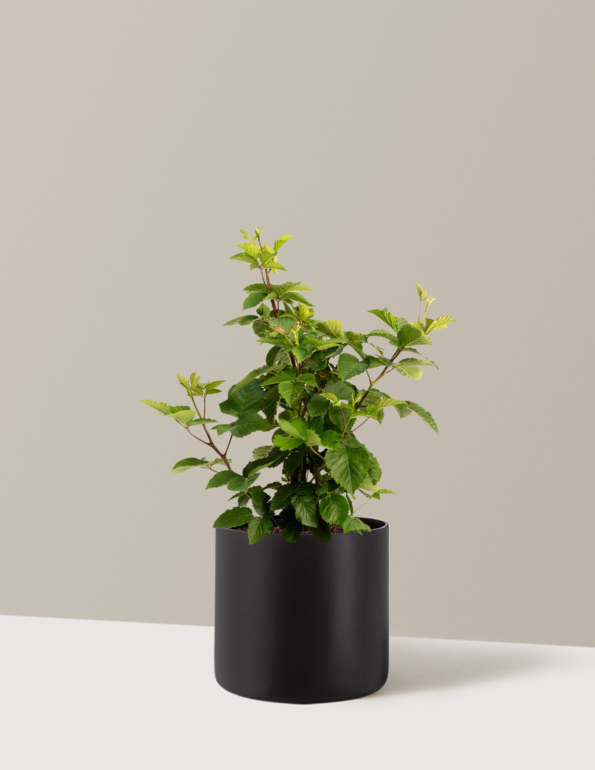 bundle | 3 Gallon | Agnes | Black