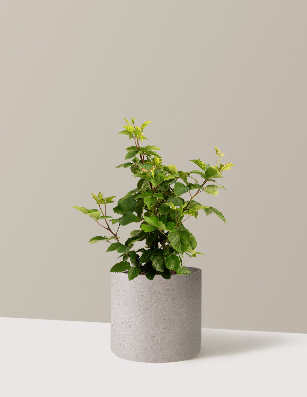 bundle | 3 Gallon | Agnes | Cement Grey