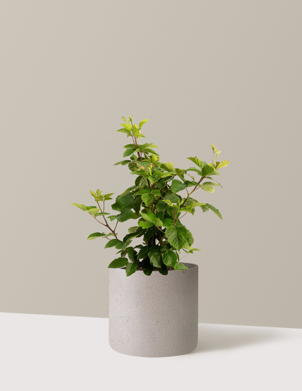 bundle | 3 Gallon | Agnes | Cement Grey