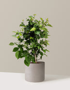bundle | 2 Gallon | Agnes | Cement Grey