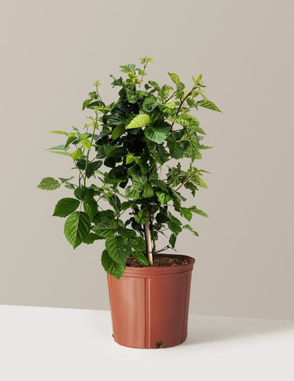 Thornless Blackberry Bush