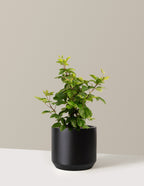 bundle | 3 Gallon | Mexia | Black