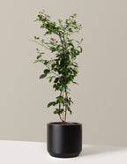bundle | 3-4 ft. | Mexia | Black