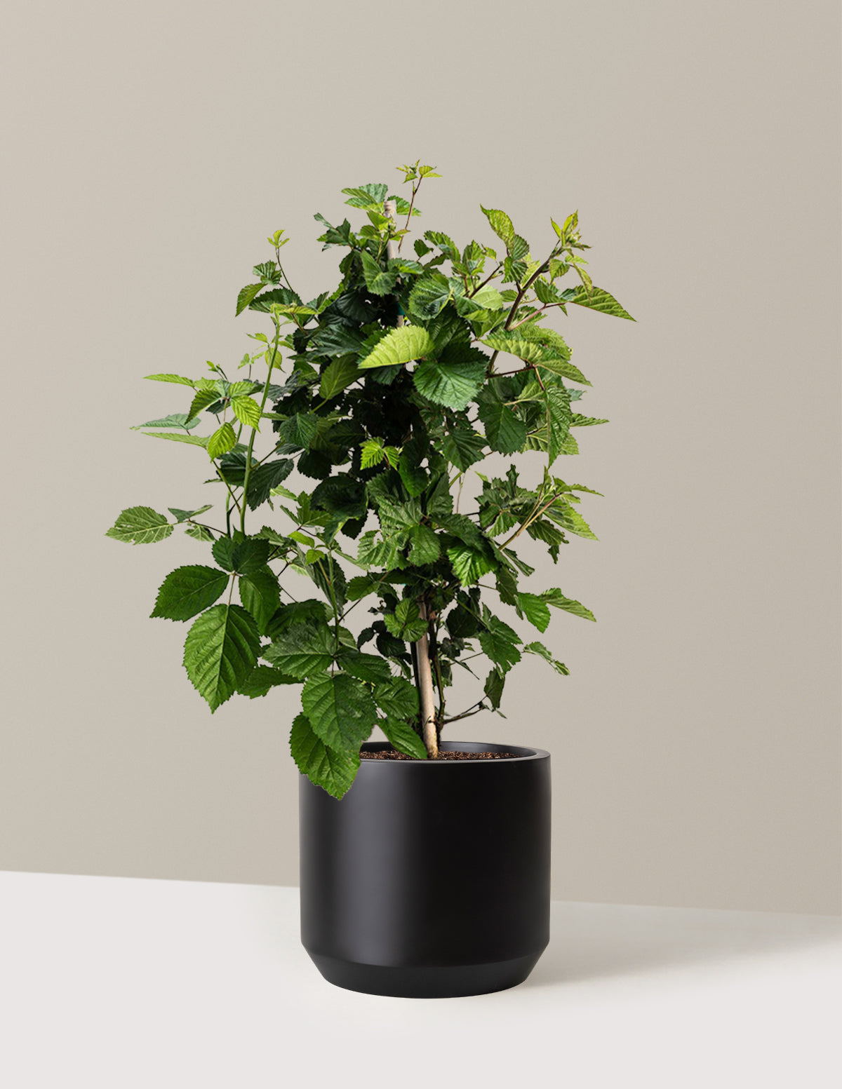 bundle | 2 Gallon | Mexia | Black
