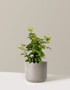 bundle | 3 Gallon | Mexia | Cement Grey