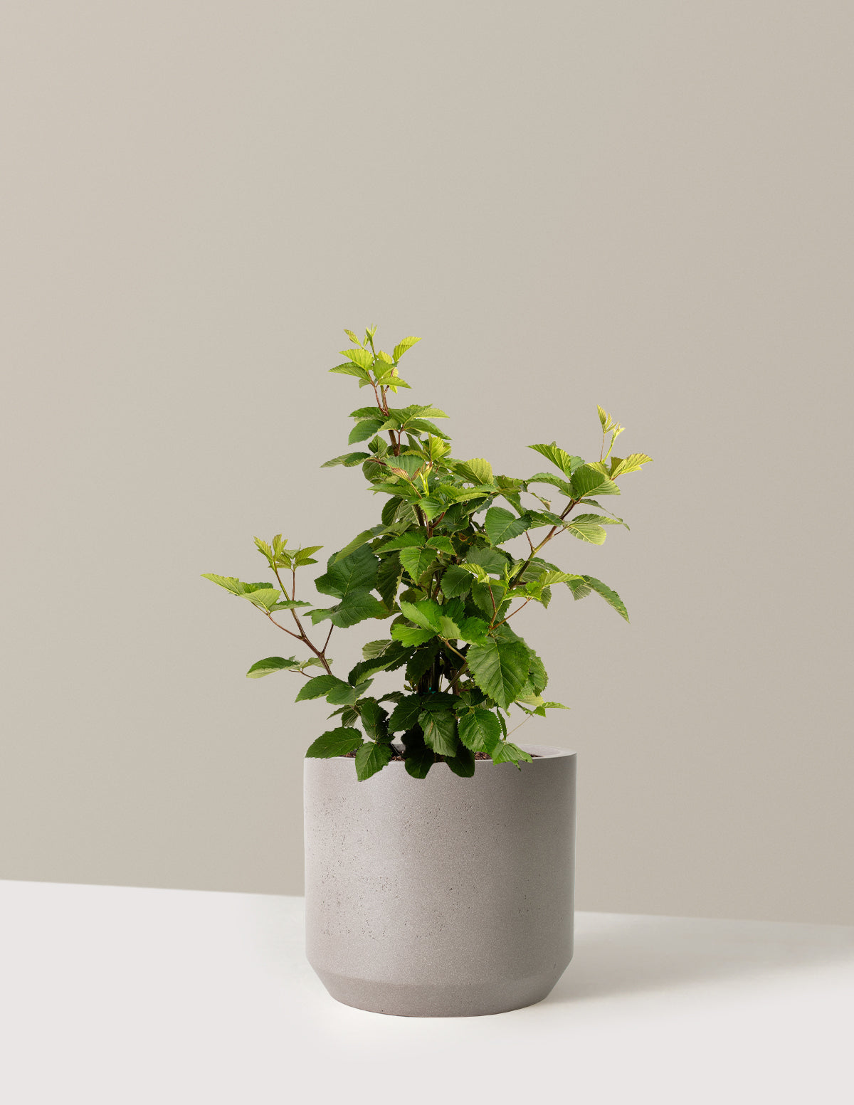 bundle | 3 Gallon | Mexia | Cement Grey