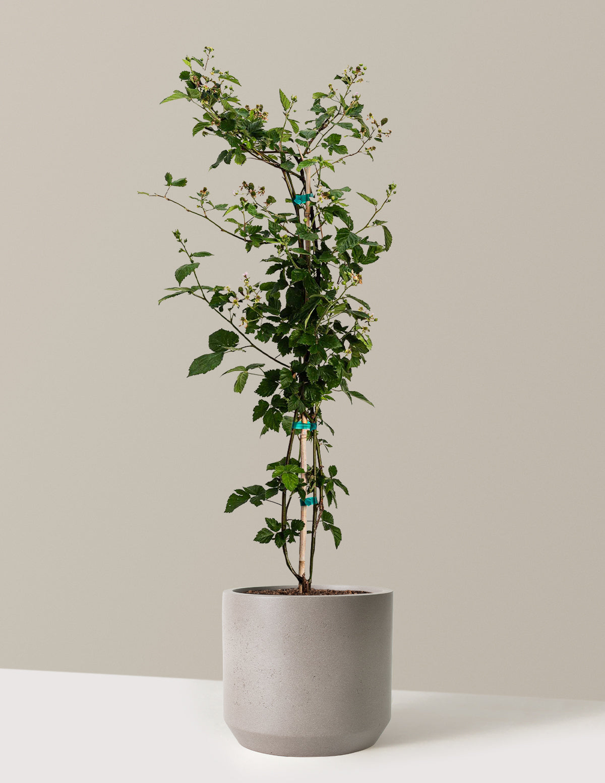 bundle | 3-4 ft. | Mexia | Cement Grey