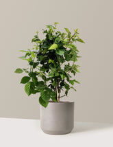 bundle | 2 Gallon | Mexia | Cement Grey