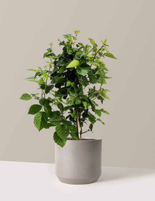 Thornless Blackberry Bush