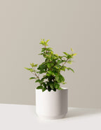 bundle | 3 Gallon | Mexia | Cream