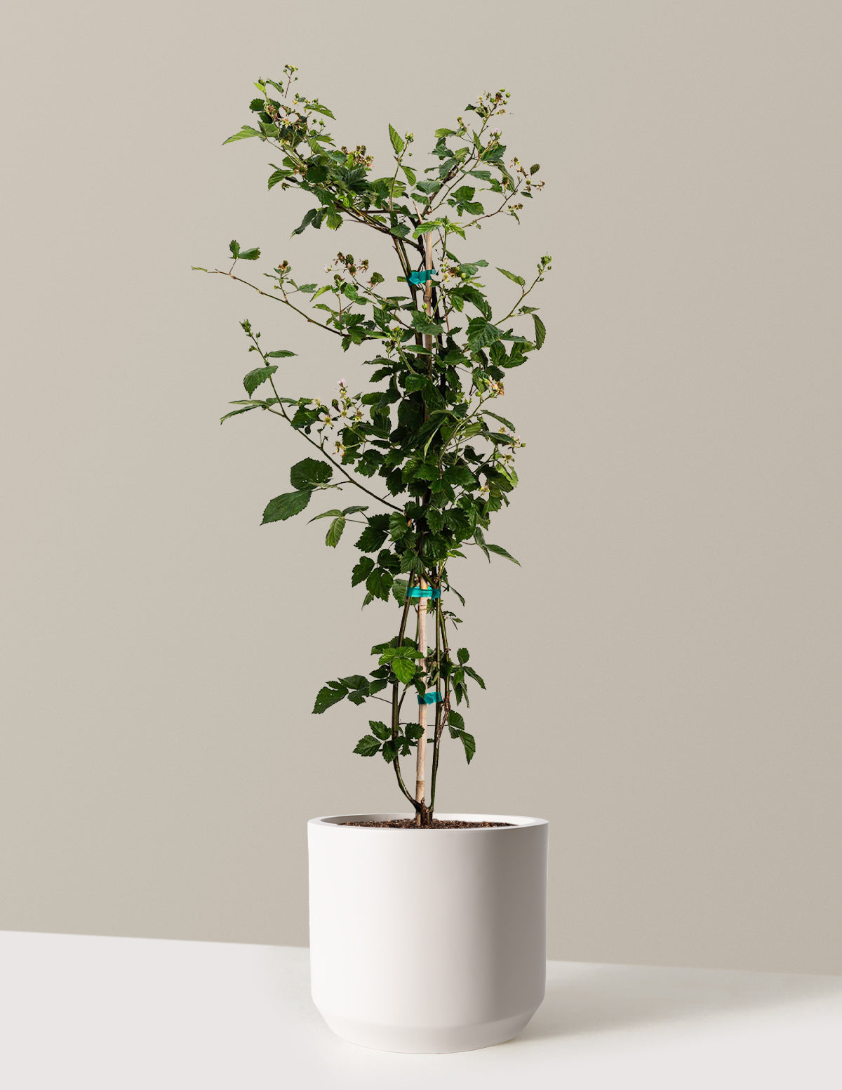 bundle | 3-4 ft. | Mexia | Cream