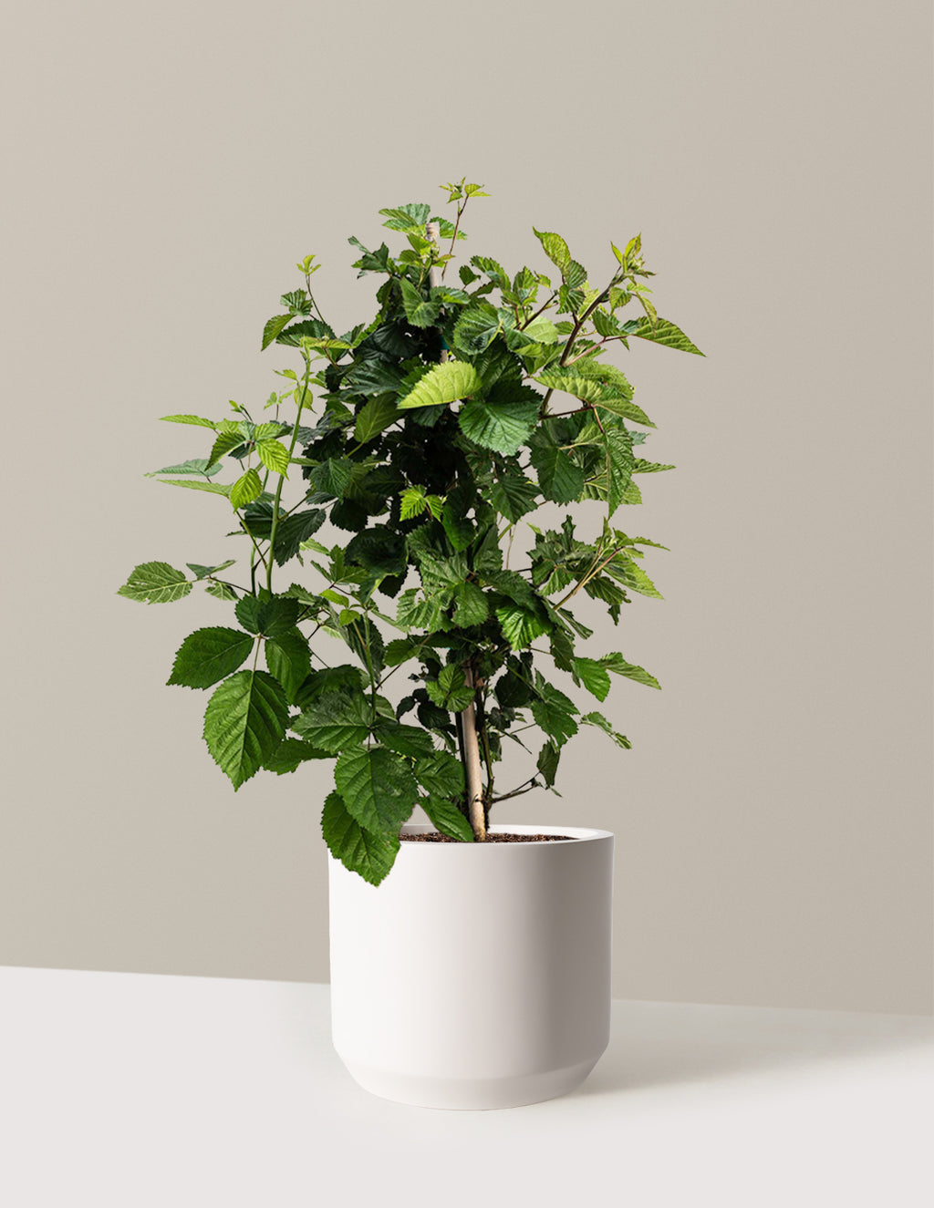 bundle | 2 Gallon | Mexia | Cream