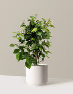 bundle | 2 Gallon | Mexia | Cream