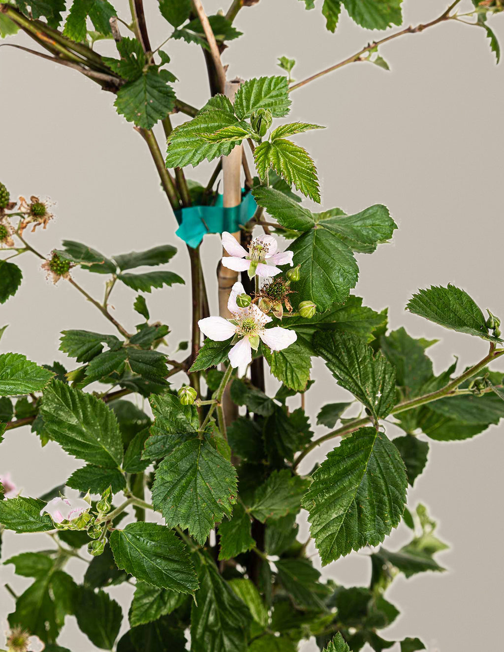 Thornless Blackberry Bush
