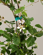 Thornless Blackberry Bush