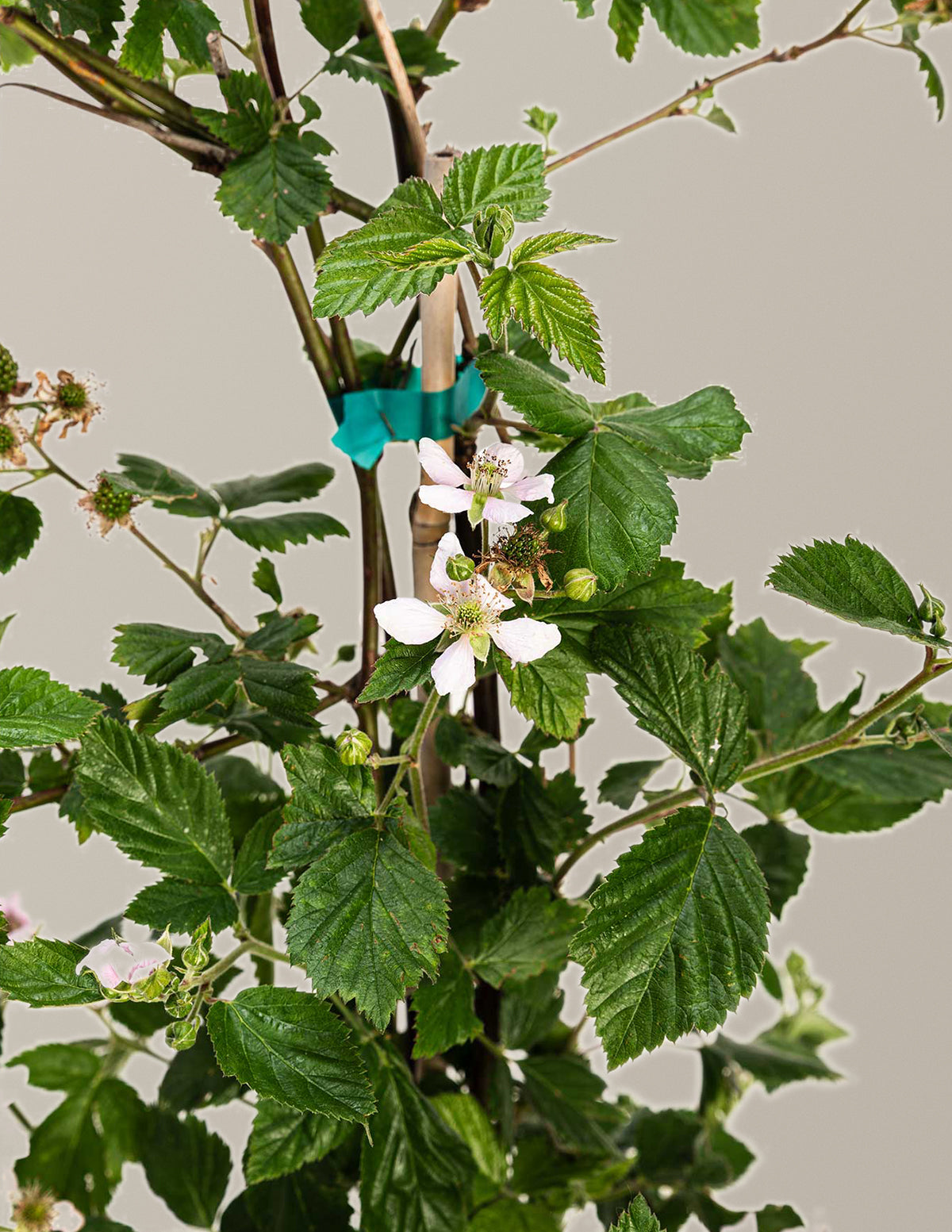 Thornless Blackberry Bush