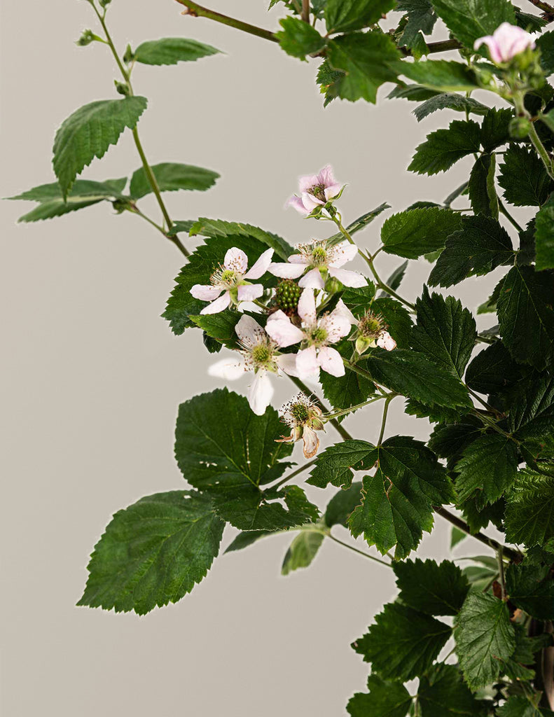Thornless Blackberry Bush