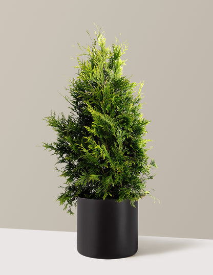 Thuja Green Giant