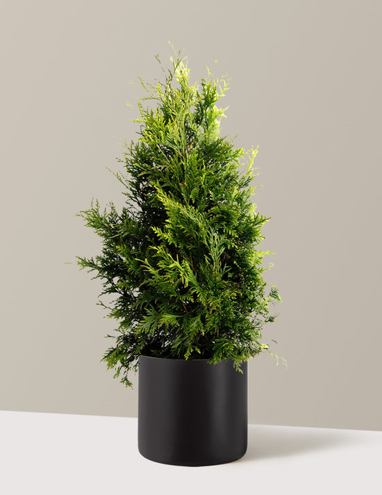 bundle | 2-3 ft. | Single | Agnes/Black